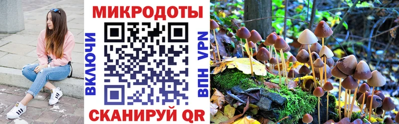 Псилоцибиновые грибы Psilocybe  сколько стоит  Емва 